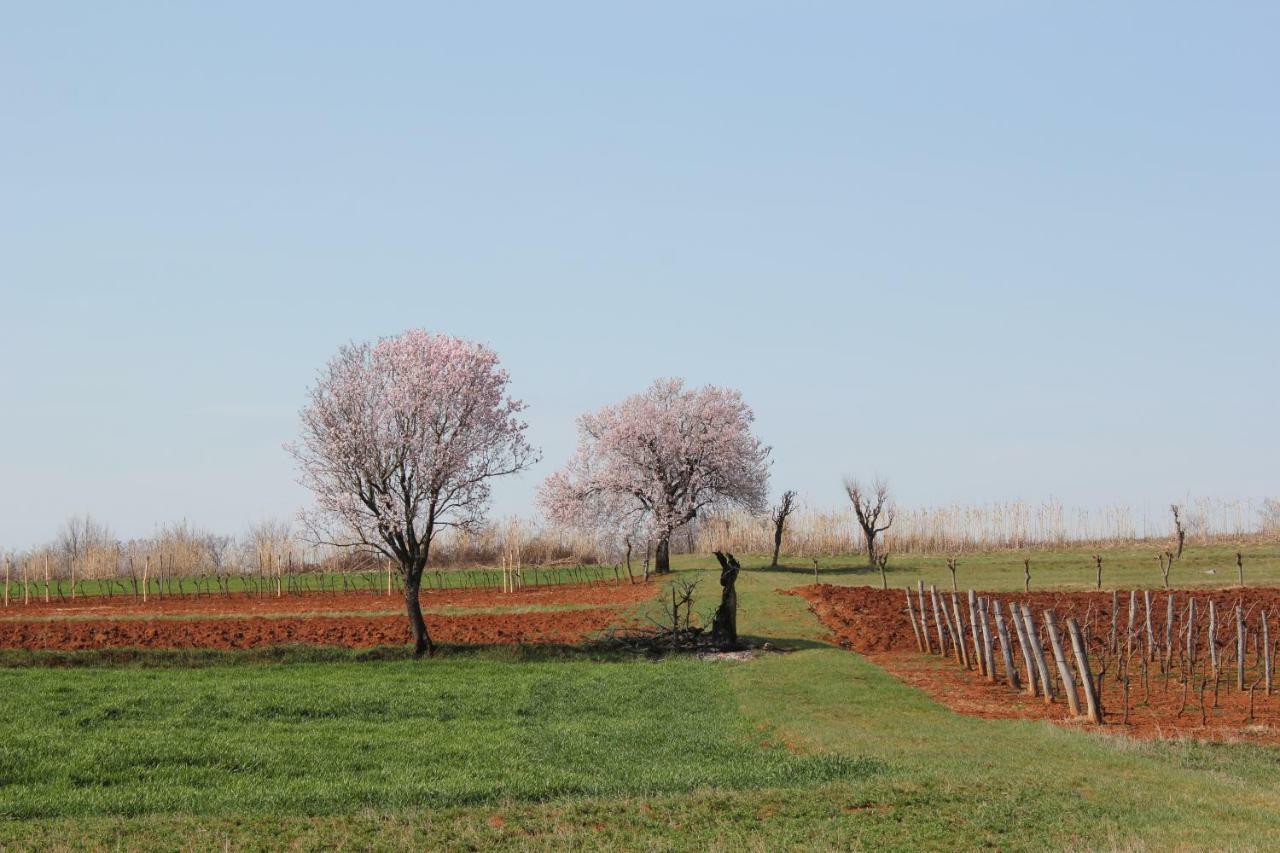 Tenuta Paljari Vižinada Buitenkant foto