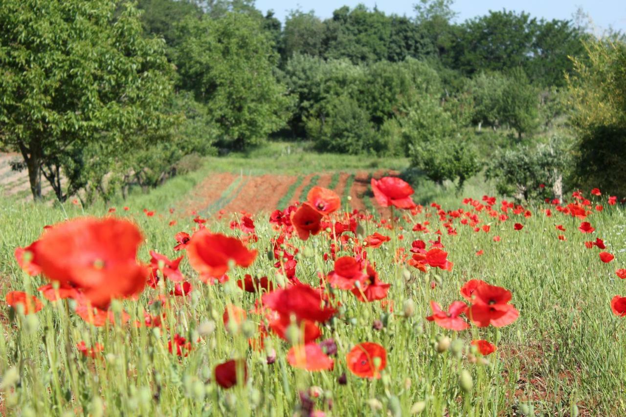 Tenuta Paljari Vižinada Buitenkant foto
